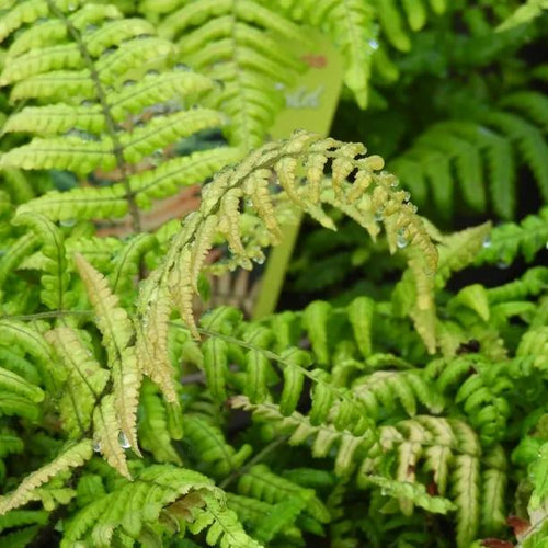 Jurassic Gold Fern Leaves