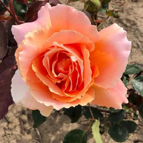 Just Joey Hybrid Tea Rose Flowers