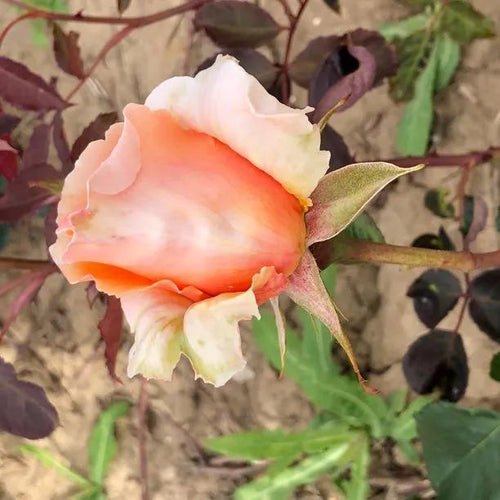 Just Joey Hybrid Tea Rose Flowers