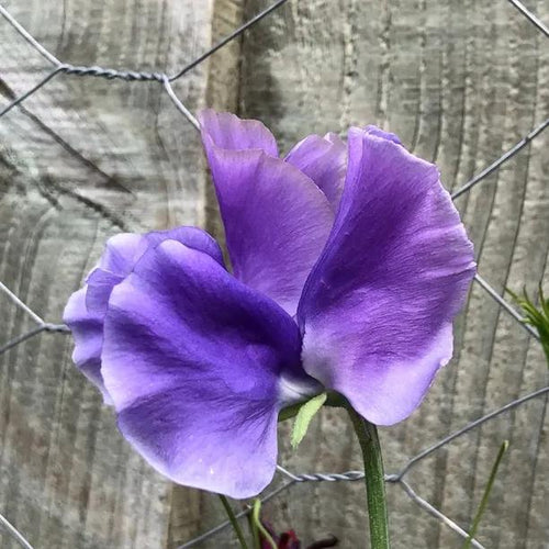 Just Julia Sweet Pea Flowers
