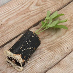 Just Julia Sweet Pea Seedling in a Jumbo Plug Showing Good Root Development