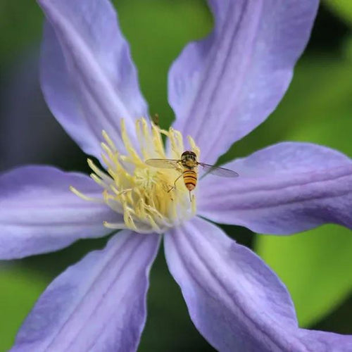 Justa clematis flower