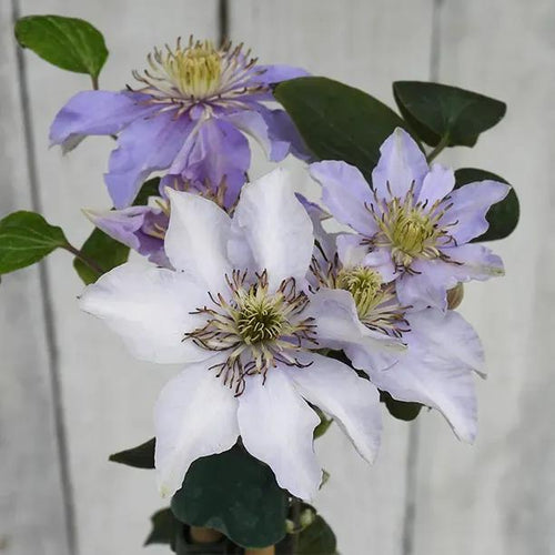 Justa Clematis Flowers