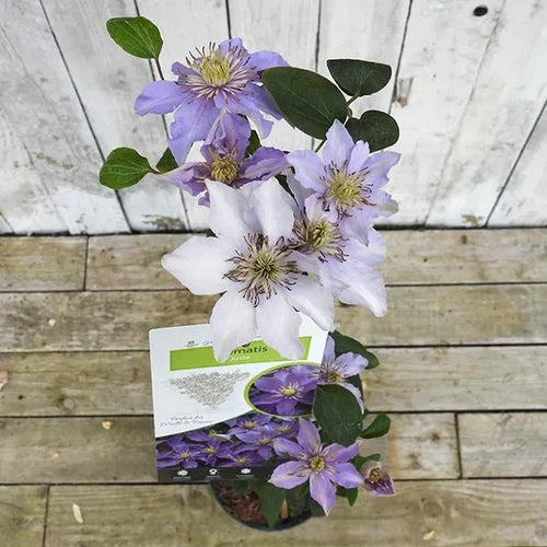 Justa Clematis Plant in flower