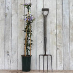 Justa Clematis Plant