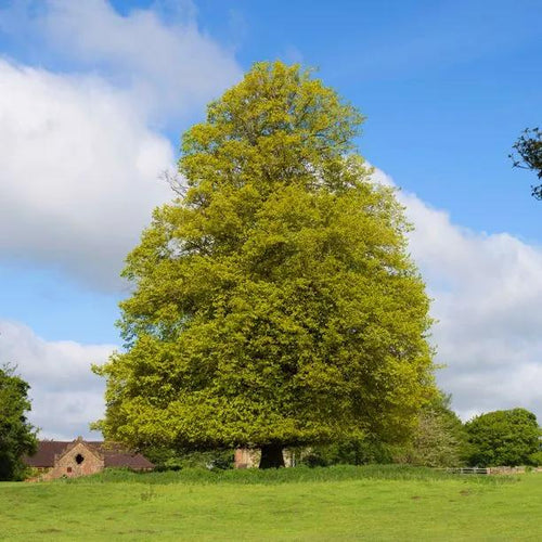 Mature Kaiser Linden Lime tree