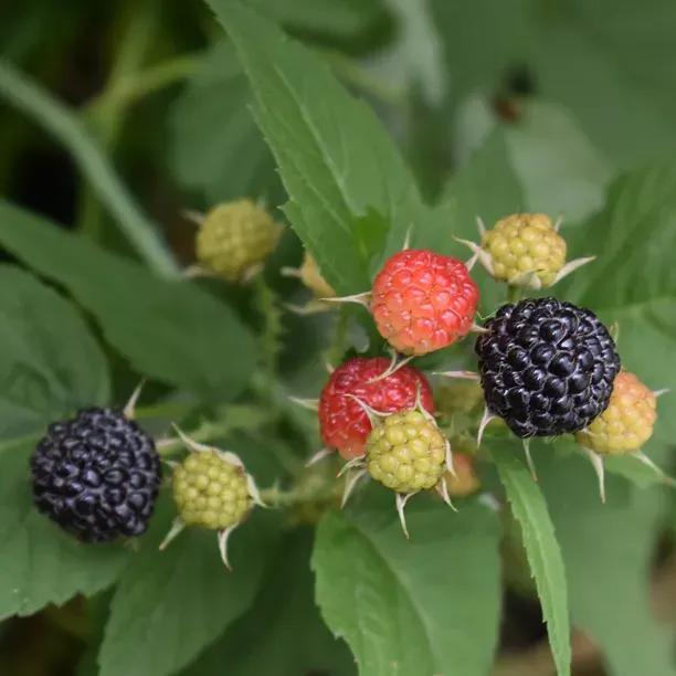 Karaka Black Blackberries on the bush