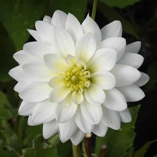 Karma Maarten Zwaan Dahlia Flower Head