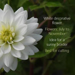 Karma Maarten Zwaan White Dahlia Flowers