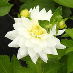 Karma Maarten Zwaan Dahlia Flowers