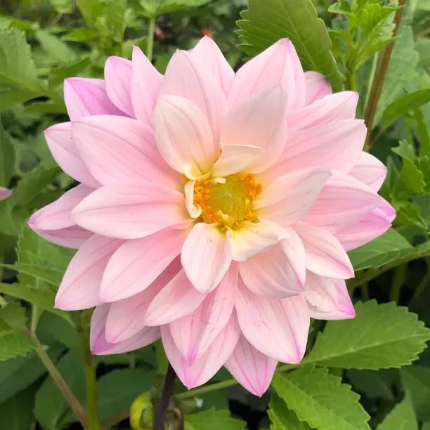Karma Prospero Dahlia Flowers