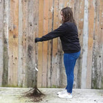 Bareroot Katy Maiden Apple Tree