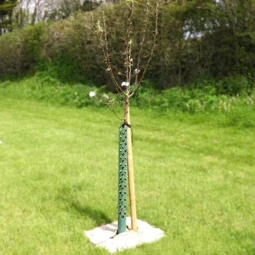 Newly Planted Katy Apple Tree Half Standard