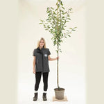 Kidds Orange Red Apple Tree Half Standard - 10 Litre Pot