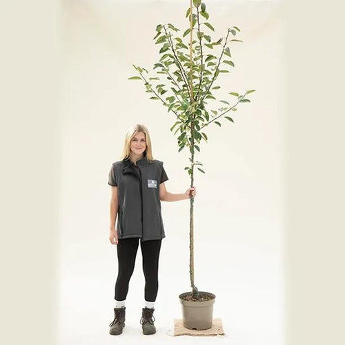 Kidds Orange Red Apple Tree Half Standard - 10 Litre Pot