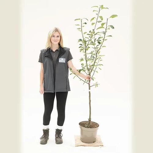 Kidds Orange Red Apple Tree - Bush - 10 litre Pot