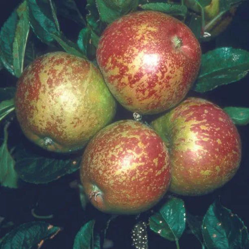 Kidds Orange Red Apples on the tree