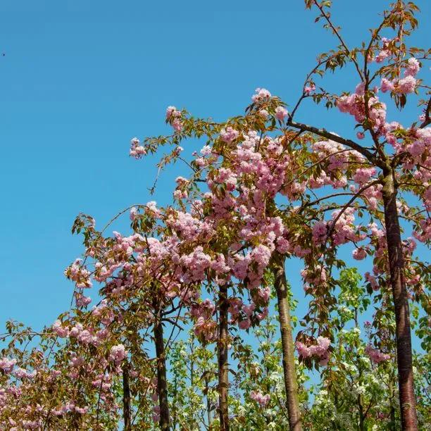 Row of Weeping Cherry Trees on the nursery in Flower