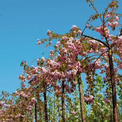 Row of Weeping Cherry Trees on the nursery in Flower