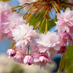 Kiku shidare Weeping Cherry Tree Flowers