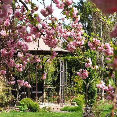 Kiku shidare Weeping Cherry Tree Flowers