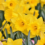 Yellow King Alfred Narcissus Daffodil Flowers
