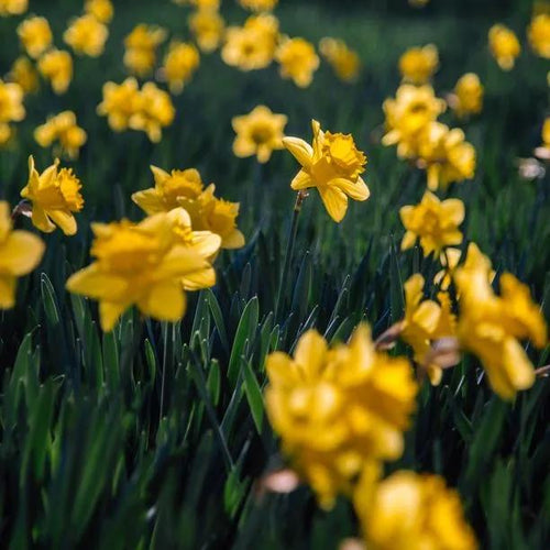 King Alfred Daffodil Flowers in Clumps
