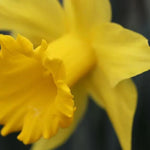 King Alfred Daffodil - Yellow Flowerhead