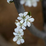 King Damson Tree Flowers