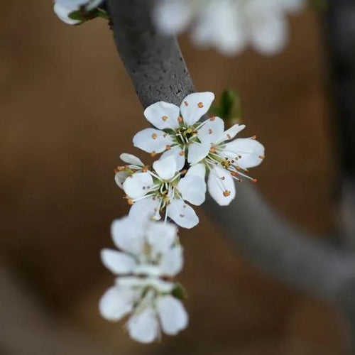 King Damson Tree Flowers