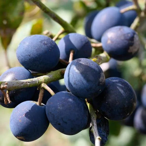 King Damsons on the tree