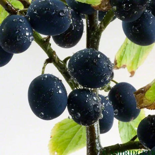 King Damsons on the tree