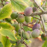 King Damsons on the tree