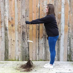 Bareroot King of the Pippins Maiden Apple Tree
