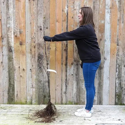 Bareroot King of the Pippins Maiden Apple Tree