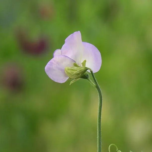 Kings High Scent Sweet Pea Flowers