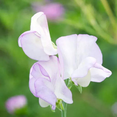 Kings High Scent Sweet Pea Flowers