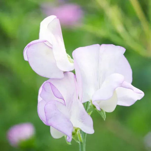 Kings High Scent Sweet Pea Flowers