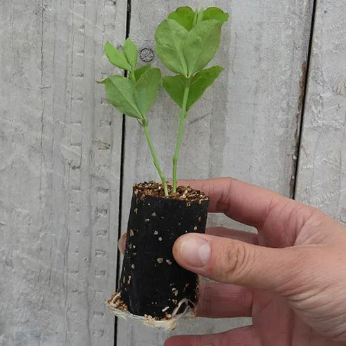 Kings High Scent Sweet Pea Seedling in a Jumbo Plug Showing Good Root Development