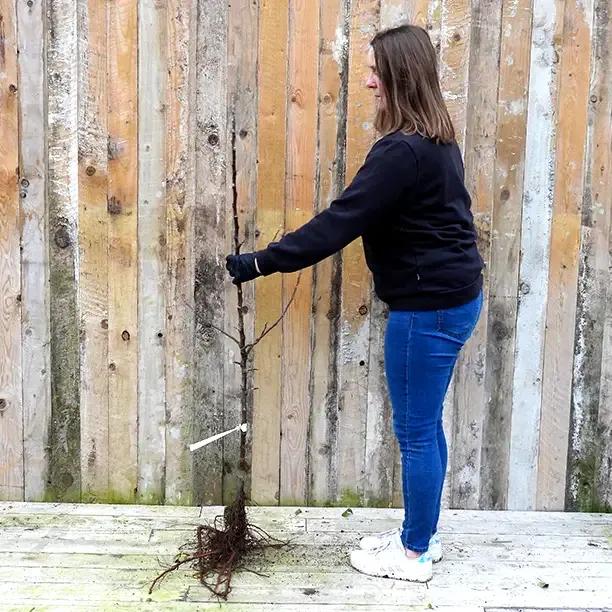 Bareroot Kingston Black Apple Tree Maiden Size