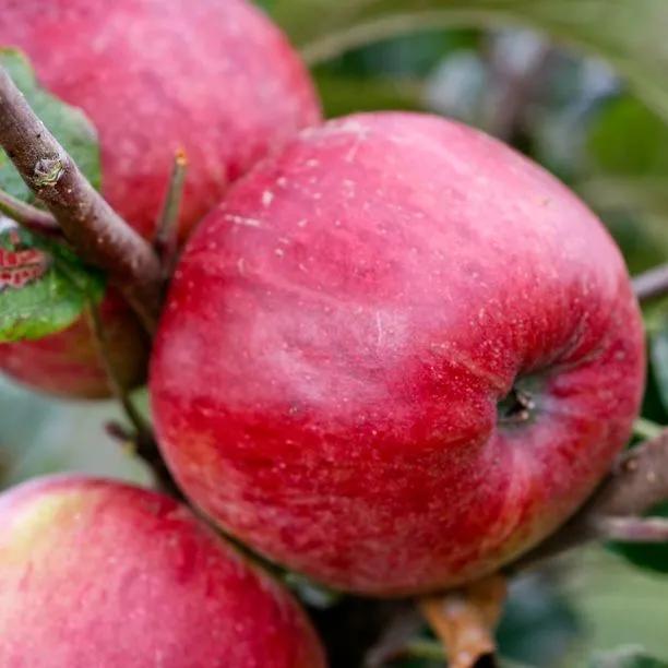 Kingston Black Cider Apples on the tree