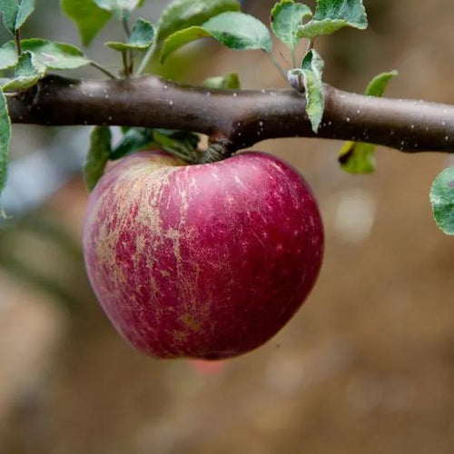 Kingston Black Cider Apples on the tree