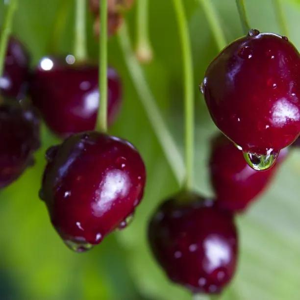 Knights Early Black Cherries on the tree