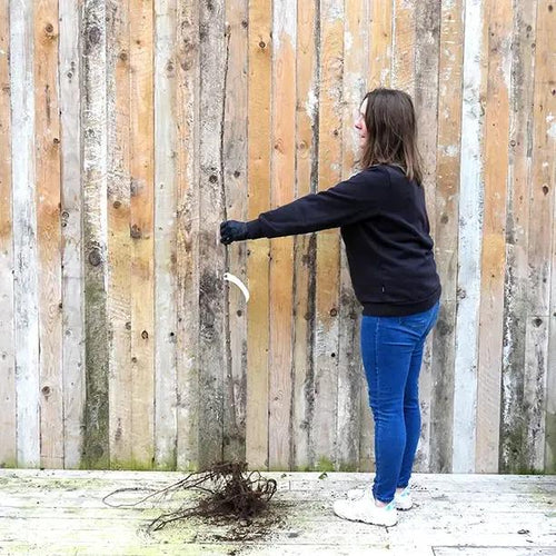 Bareroot Kordia Cherry Maiden Tree
