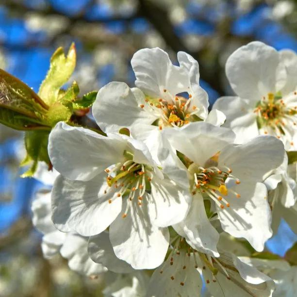 Kordia Cherry Tree Flowers