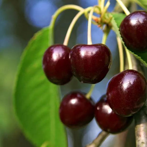 Kordia Cherries on the tree