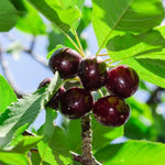 Kordia Cherries on the Tree