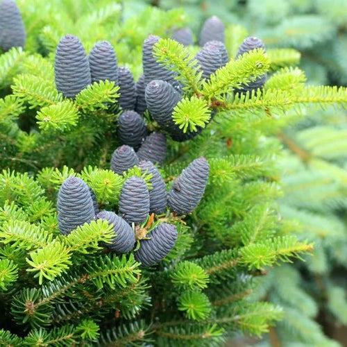Korean Fir Leaves and Cones