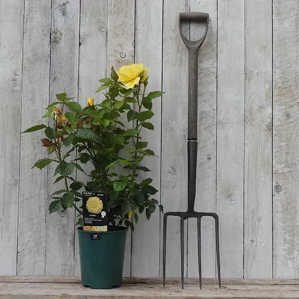 Korresia Potted Floribunda Rose in Flower in flower