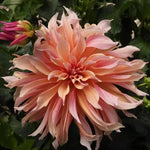 Labyrinth Dahlia Flowers